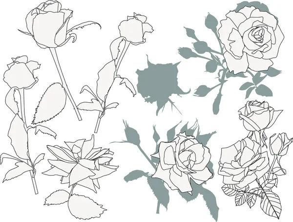 Illustration Isolated Light Roses Sketches — Stock Vector