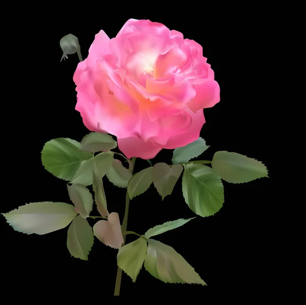 Illustrazione Con Fiore Rosa Isolato Sfondo Nero — Vettoriale Stock