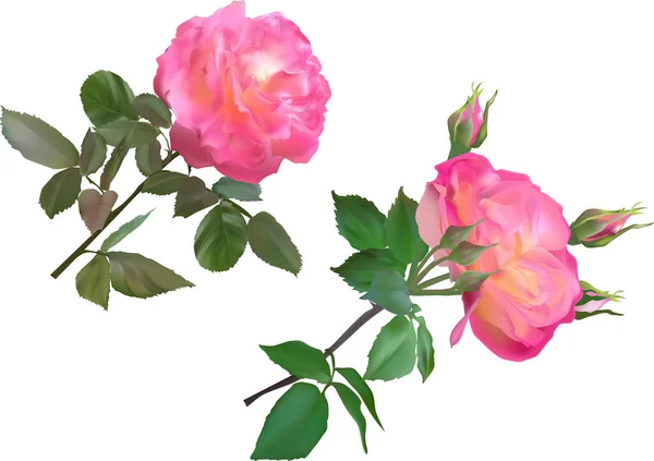 Illustration Avec Deux Fleurs Roses Isolées Sur Fond Blanc — Image vectorielle