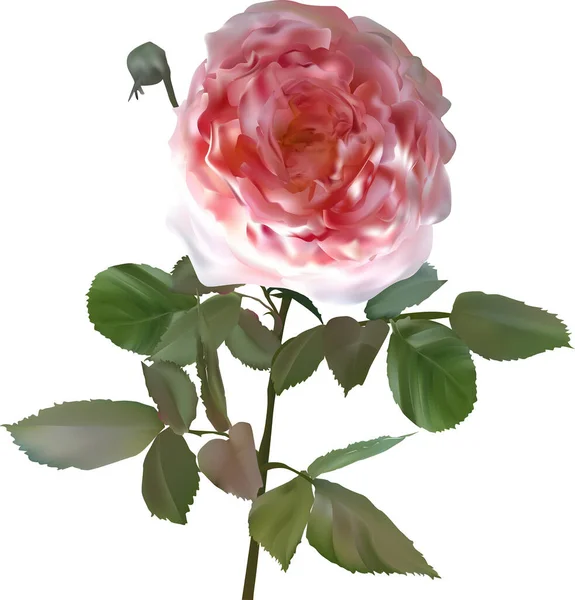 Illustratie Met Enkele Roze Roos Bloem Geïsoleerd Witte Achtergrond — Stockvector