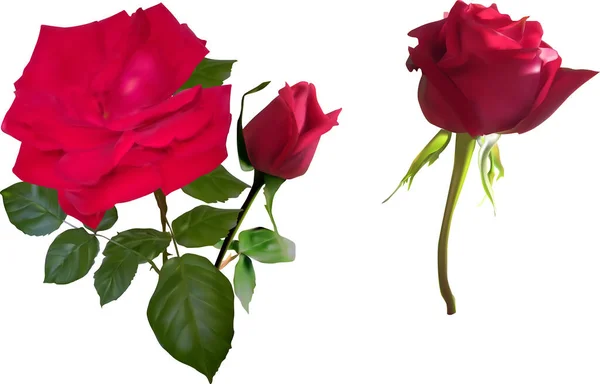 Illustration Dark Pink Roses Isolated White Background — Stock Vector