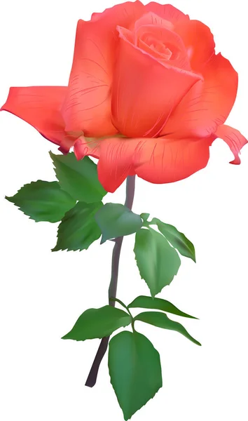 Απεικόνιση Ανοιχτό Κόκκινο Τριαντάφυλλο Απομονωμένο Λευκό Φόντο — Διανυσματικό Αρχείο
