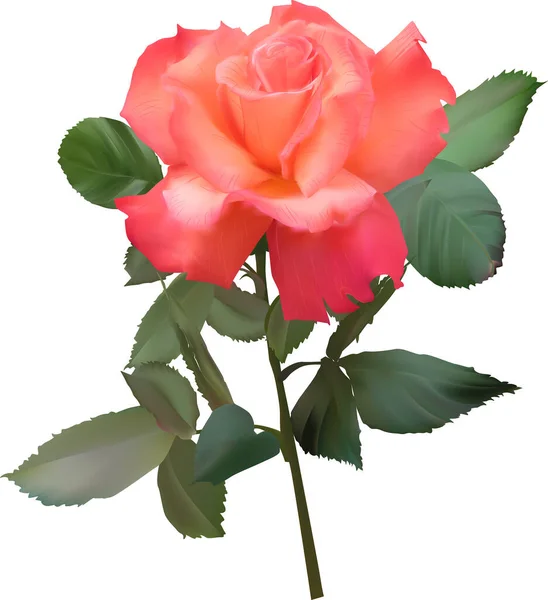 Illustration Avec Rose Rouge Isolé Sur Fond Blanc — Image vectorielle