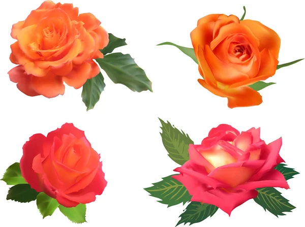 Illustration Rose Flowers Isolated White Background — Stock Vector