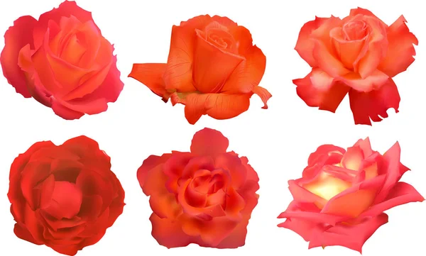 Illustration Avec Des Fleurs Rose Isolées Sur Fond Blanc — Image vectorielle