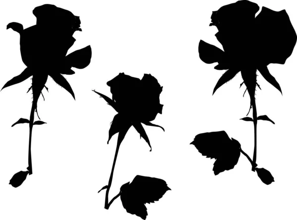 Illustration Avec Silhouettes Roses Isolées Sur Fond Blanc — Image vectorielle