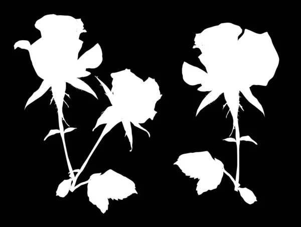 Illustration Avec Silhouettes Roses Isolées Sur Fond Noir — Image vectorielle