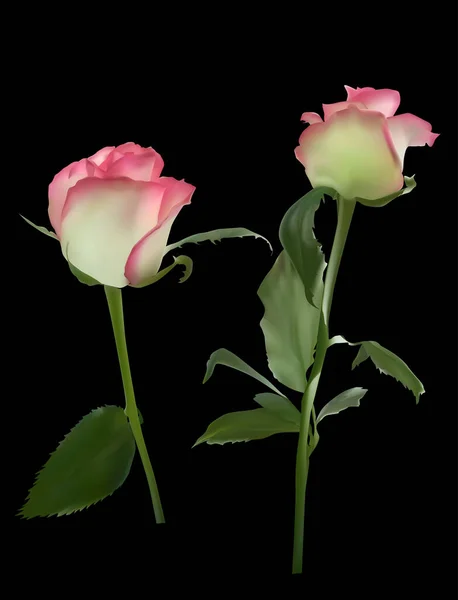 Illustration Avec Deux Fleurs Roses Isolées Sur Fond Noir — Image vectorielle