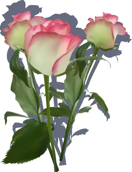 Illustration Mit Drei Rosenblüten Isoliert Auf Weißem Hintergrund — Stockvektor