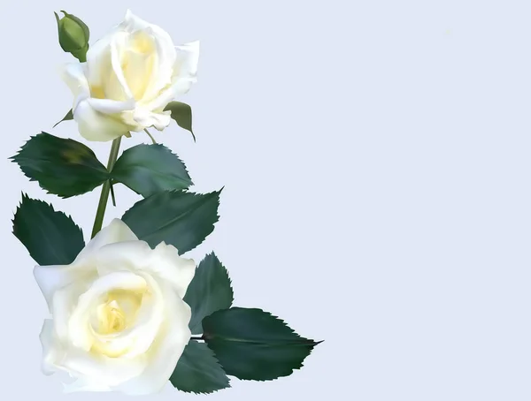 Illustratie Met Witte Roos Bloemen Grijze Achtergrond — Stockvector