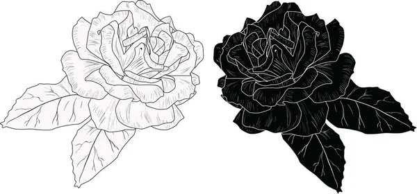 孤立した黒と白のバラのスケッチでイラスト — ストックベクタ