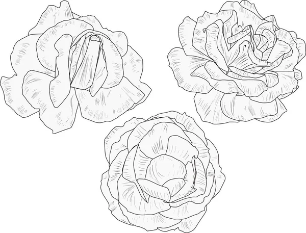 Ilustración Con Bocetos Rosas Blancas Negras Aisladas — Archivo Imágenes Vectoriales