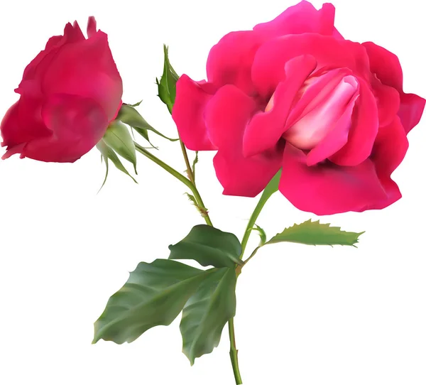 Illustration Avec Fleur Rose Isolée Sur Fond Blanc — Image vectorielle