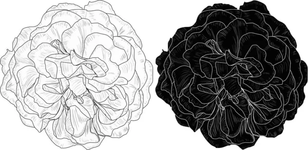 在白色背景上孤立的两幅玫瑰素描图 — 图库矢量图片