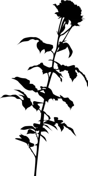 在白色背景上与黑色玫瑰花丛隔离的插图 — 图库矢量图片