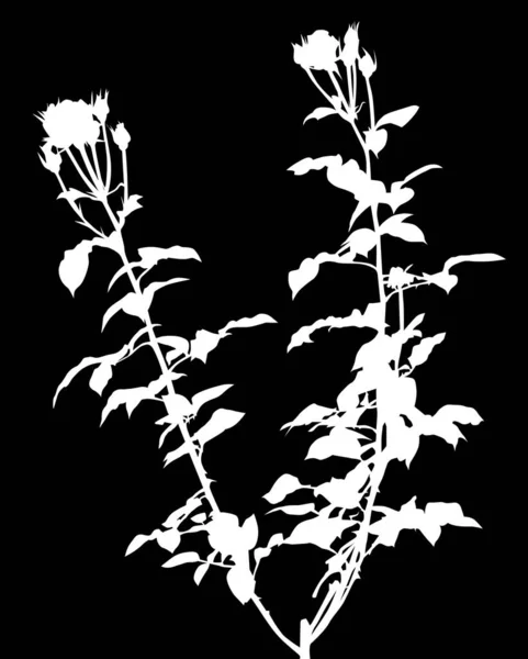 Illustration Mit Weißen Rosenblüten Busch Isoliert Auf Schwarzem Hintergrund — Stockvektor