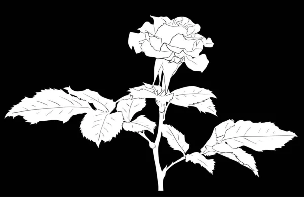 Illustrazione Con Bianco Rosa Disegno Fiore Isolato Sfondo Nero — Vettoriale Stock