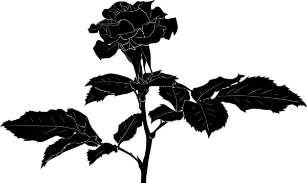 Ilustración Con Dibujo Flor Rosa Negra Aislado Sobre Fondo Blanco — Archivo Imágenes Vectoriales