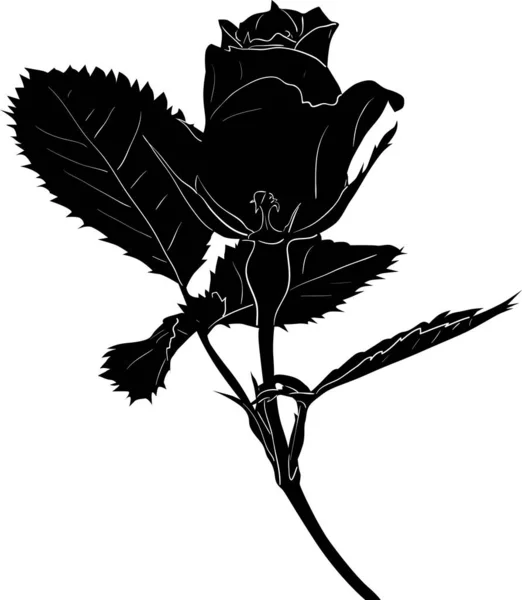 Illustration Avec Croquis Fleur Rose Noire Isolé Sur Fond Blanc — Image vectorielle