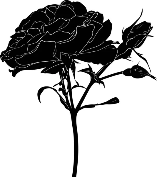 Illustration Avec Croquis Fleur Rose Noire Isolé Sur Fond Blanc — Image vectorielle