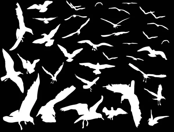 Illustration Gulls Collection Isolated Black Background — Stock Vector