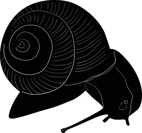 Illustration Snail Sketch Isolated White Background — Stock Vector