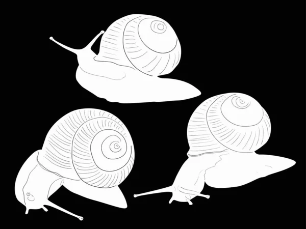 Illustration Three Snail Sketches Isolated Black Background — Stock Vector