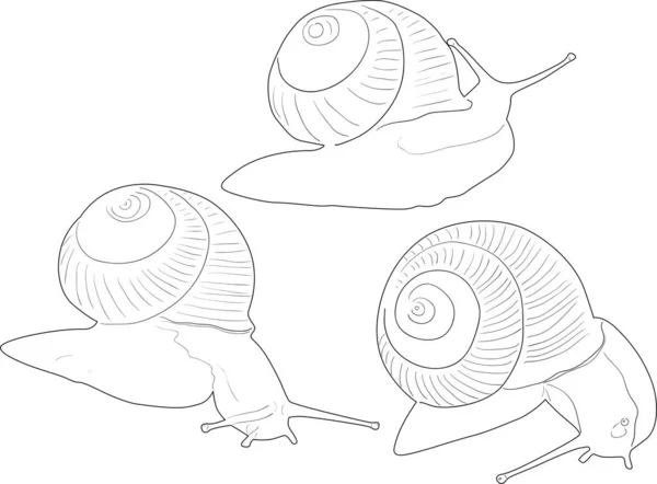 Illustration Avec Trois Escargots Isolés Sur Fond Blanc — Image vectorielle