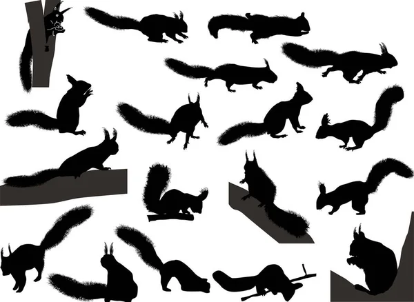 Illustration Mit Achtzehn Eichhörnchen Isoliert Auf Weißem Hintergrund — Stockvektor