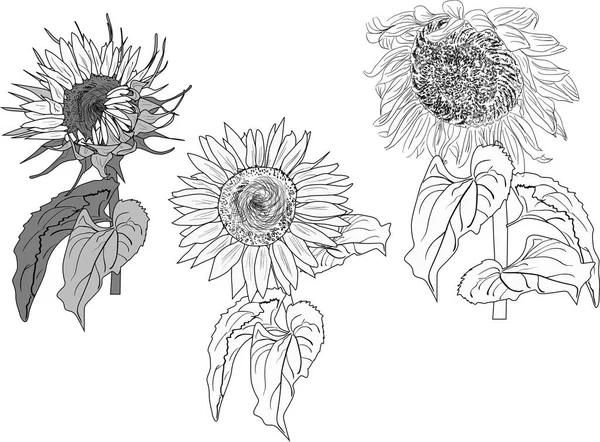 Illustration Black Sunflower Outlines Isolated White Background — Stock Vector