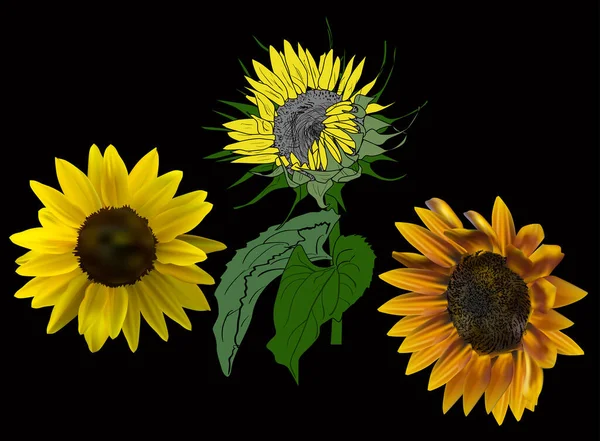 用黄色向日葵在黑色背景上隔离的图解 — 图库矢量图片
