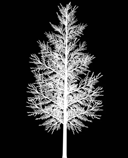 白色欧洲银杉在黑色背景上被分离出来的图解 — 图库矢量图片