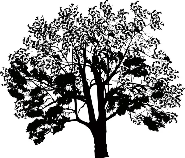 Illustrazione Crescita Grande Albero Isolato Sfondo Bianco — Vettoriale Stock