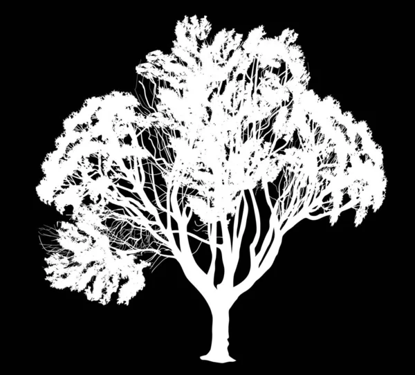 Ілюстрація Велике Дерево Ізольоване Чорному Фоні — стоковий вектор