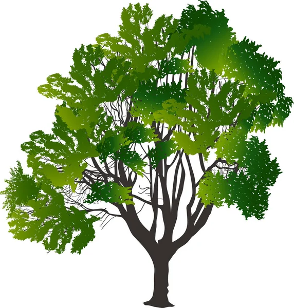 Illustrazione Crescita Albero Verde Isolato Sfondo Bianco — Vettoriale Stock