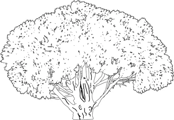 Ilustrace Velký Strom Izolovaný Bílém Pozadí — Stockový vektor