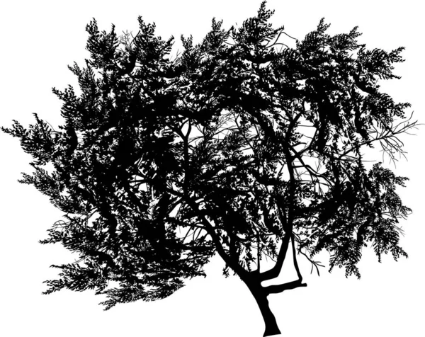 Illustration Med Stora Träd Isolerad Vit Bakgrund — Stock vektor