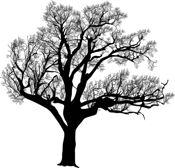 Illustrazione Con Albero Nudo Isolato Sfondo Bianco — Vettoriale Stock