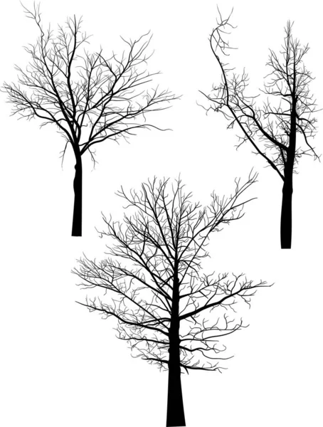 在白色背景上孤立的黑色裸树轮廓图 — 图库矢量图片