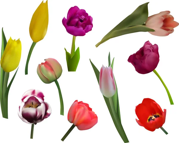 Ilustración Con Flores Tulipán Aisladas Sobre Fondo Blanco — Vector de stock