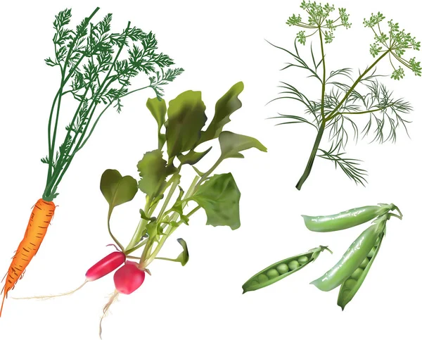 Ilustrasi Dengan Sayuran Warna Yang Terisolasi Pada Latar Belakang Putih - Stok Vektor
