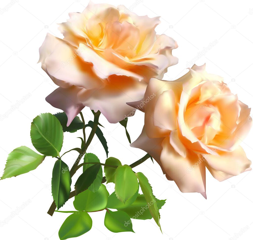 illustration with light rose isolated on white background