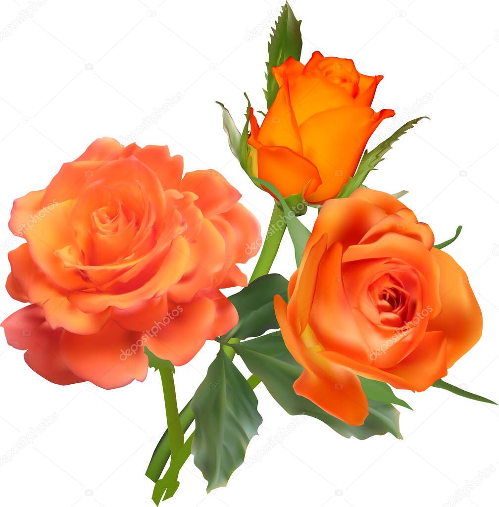 illustration with orange roses isolated on white background