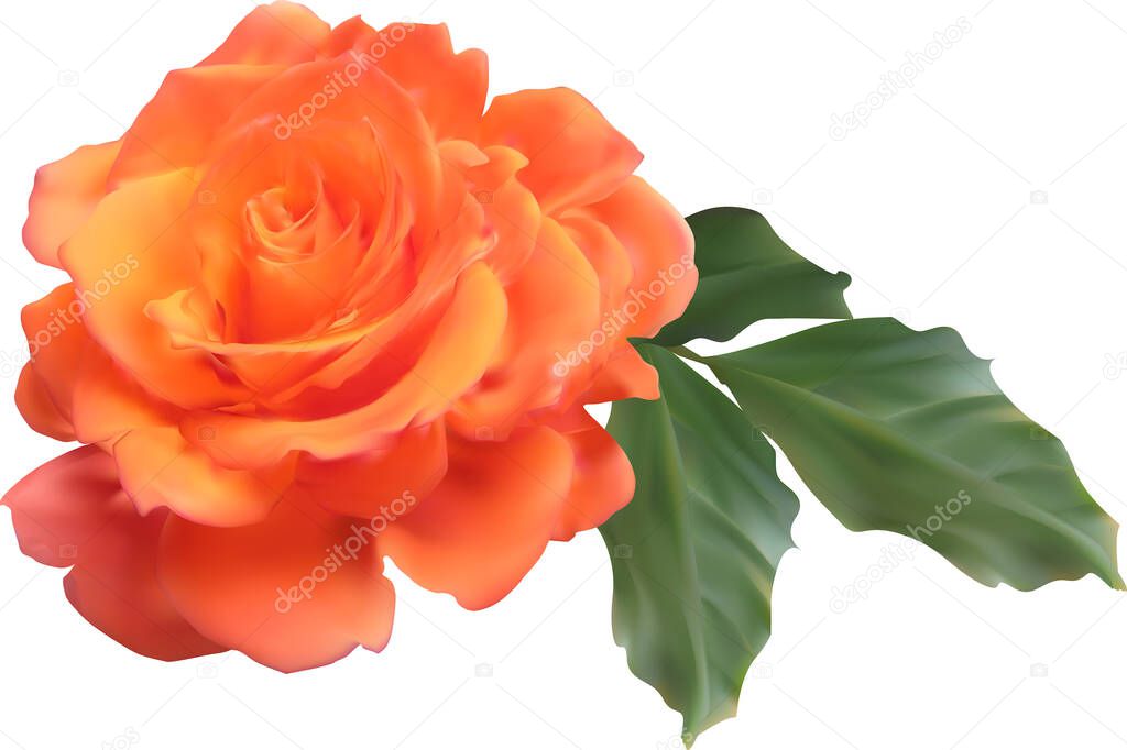 illustration with rose flower isolated on white background