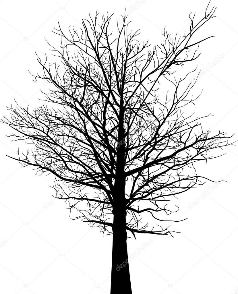 illustration with black large tree silhouette isolated on white background