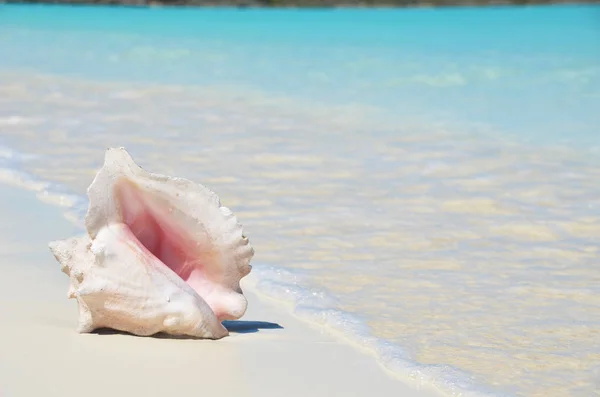 Морські Раковини Піщаному Пляжі Синій Океан Води Exuma Багамські Острови — стокове фото