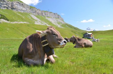 Yeşil dağ çayır on otlayan inekler. Melchsee-Frutt, İsviçre 
