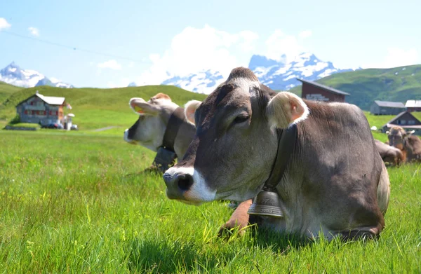 Primer Plano Vacas Prado Alpino Melchsee Frutt Suiza — Foto de Stock