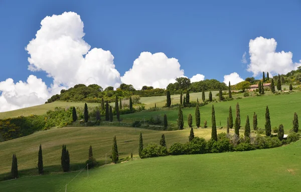 Cypress Bomen Langs Kronkelende Landelijke Weg Toscane Italië — Stockfoto