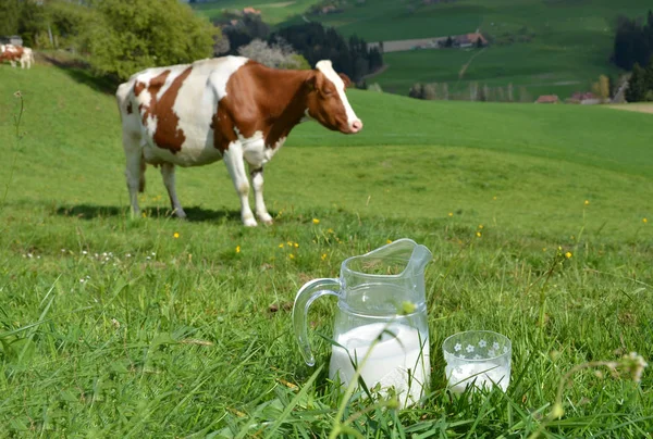 Jarra Vaso Leche Sobre Hierba Verde Contra Vacas Pastando Región —  Fotos de Stock